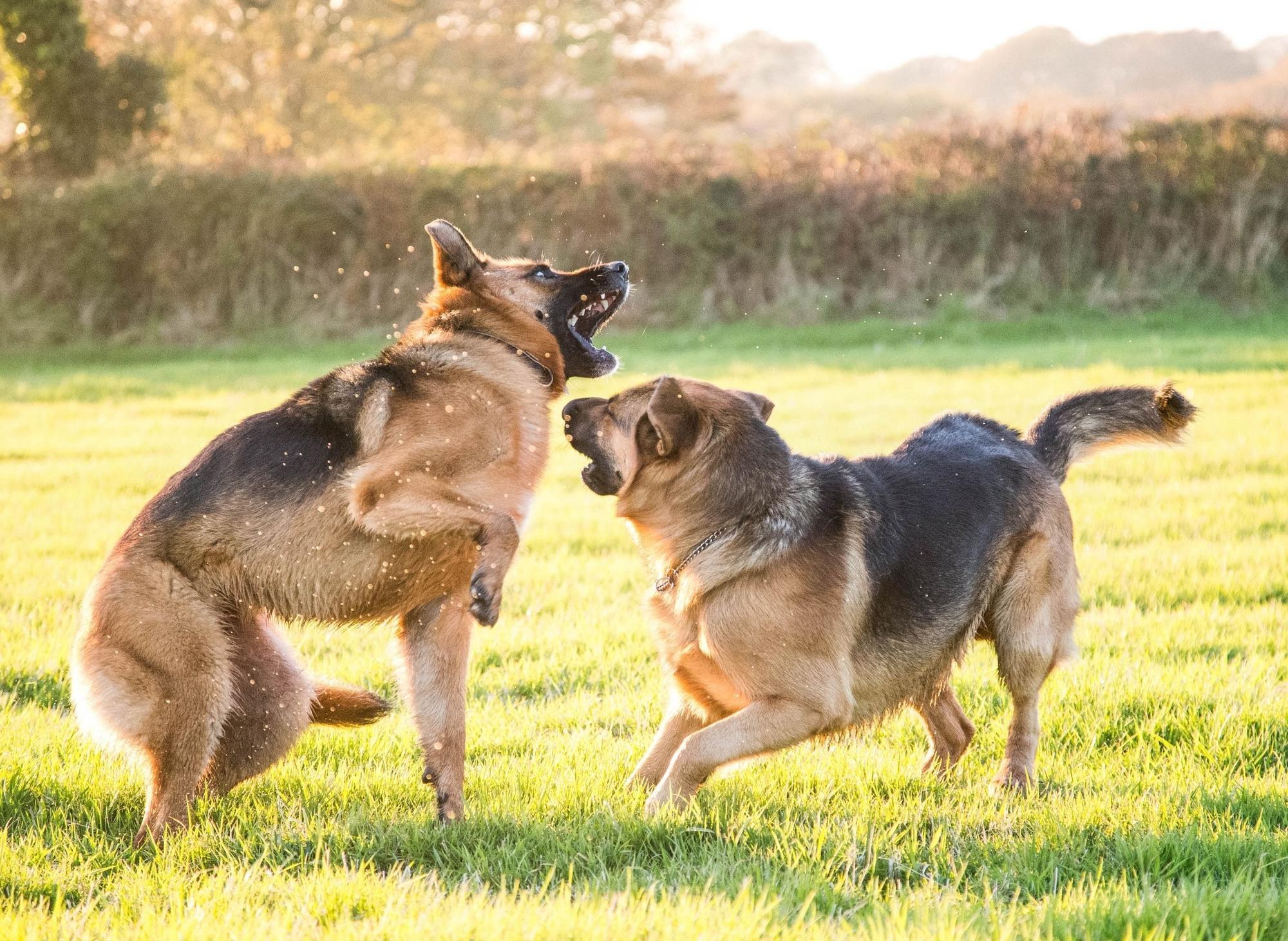 Dogs That Play: Here are the 10 most playful breeds of adorable dog sure to entertain the family - including the loving Labrador 🐕 - Vimarsana News
