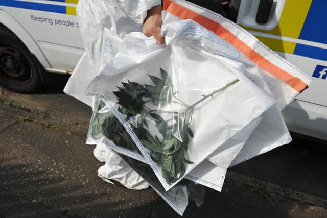 This was the second high value cannabis discovered in the area in recent days. Pic: Michael Gillen