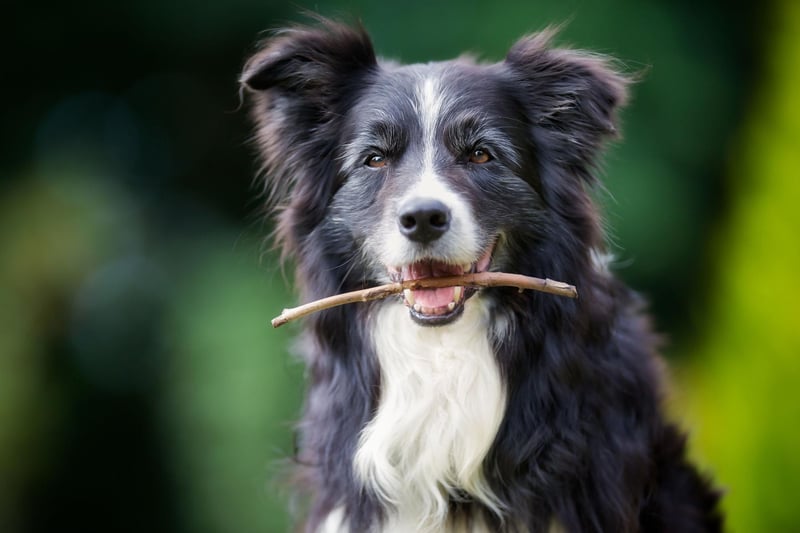 Completing the top five Border Collie names is Poppy. Taking after the flower of the same name, it simply means 'red'.