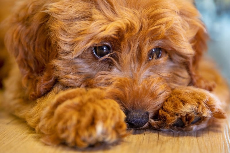 Labradoodles are popular with people with allergies because they don't tend to shed much hair - a trait they inherit from their Poodle parent. In fact, some Labradoodles that inherit more of their other parent's DNA will shed, although still less than a Labrador Retriever and with less of the 'doggy smell' asssociated with that breed.