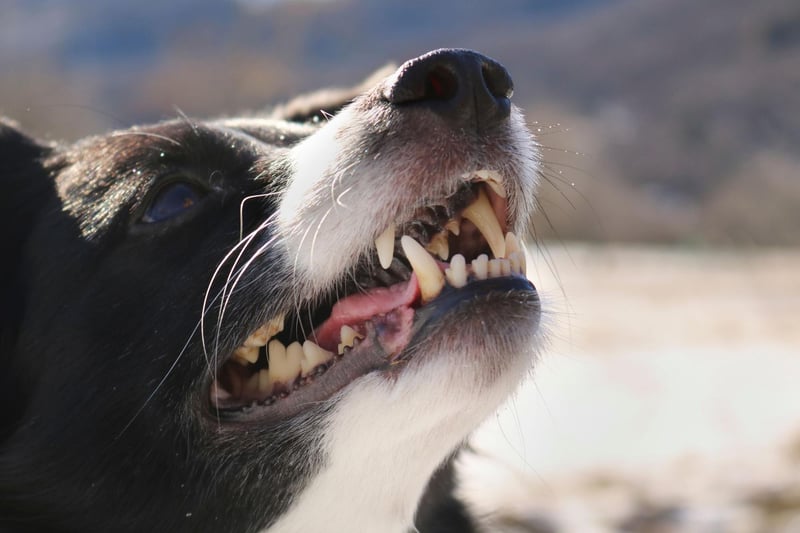 Border Collies generally have good teeth, but the breed has a propensity for an overbite, when the teeth are misaligned causing excessive tooth wear. German Shepherds, Greyhounds, Whippets and Afghan Hounds are other breeds to commonly have this issue. Vets can use spacers, braces and other orthodontic accessories to try to solve the problem.