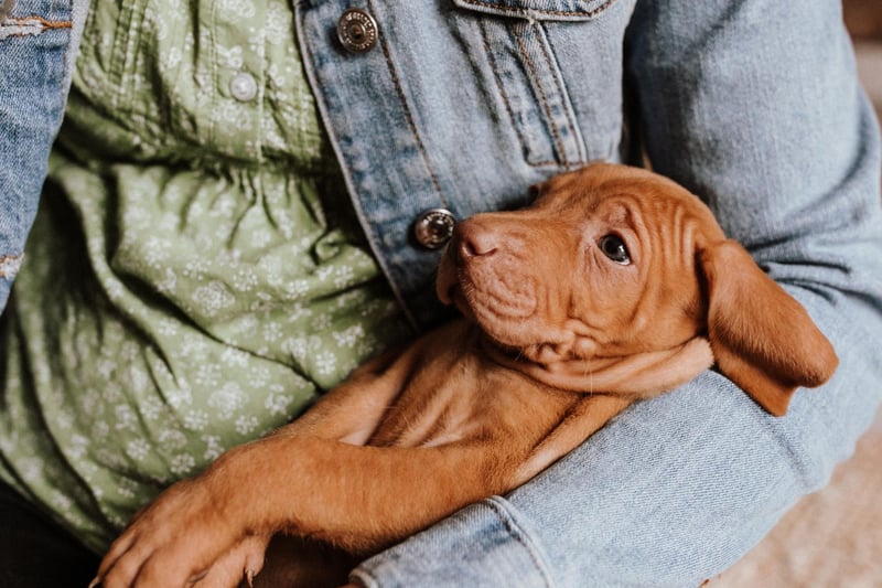 Vizslas puppies are particularly keen on cuddles, forming a close bond with their owner that only strengthens in later life.