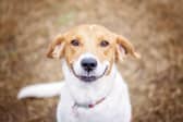 These are some of the breeds of dogs that tend to have happy dispositions.