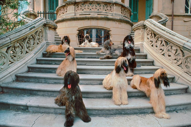 Afghan Hounds have taken the Best in Show title at Crufts on two occasions. Montravia Kaskarak Hitari, owned by Pauline Gibbs, was triumphant in 1983, followed by Viscount Grant, owned by Chris and Julie Amoo, four years later.