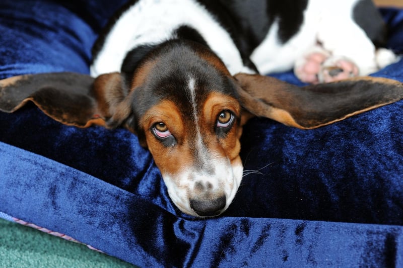 Perhaps the sleepiest of all the dog breeds, the Bassett Hound is also one of the most loyal. They won't mind too much if you go out all day, but they'll still be delighted to see you return home.