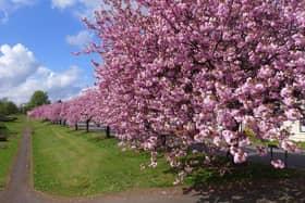 People are asked to meet at the sunken garden in Bonnybridge