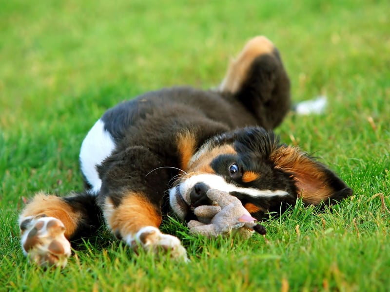 Another gentle giant, the beautiful Bernese Mountain Dog also lives around 6-8 years.