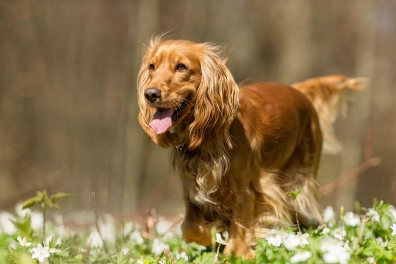 Loyal and playful, the Cocker Spaniels just want to be with their owner no matter what they are doing - whether it's throwing a ball in the park or cuddled up on the sofa.