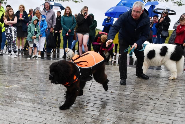 Newfoundland Kano back on dry land after "rescuing" owner Stevie Arthur