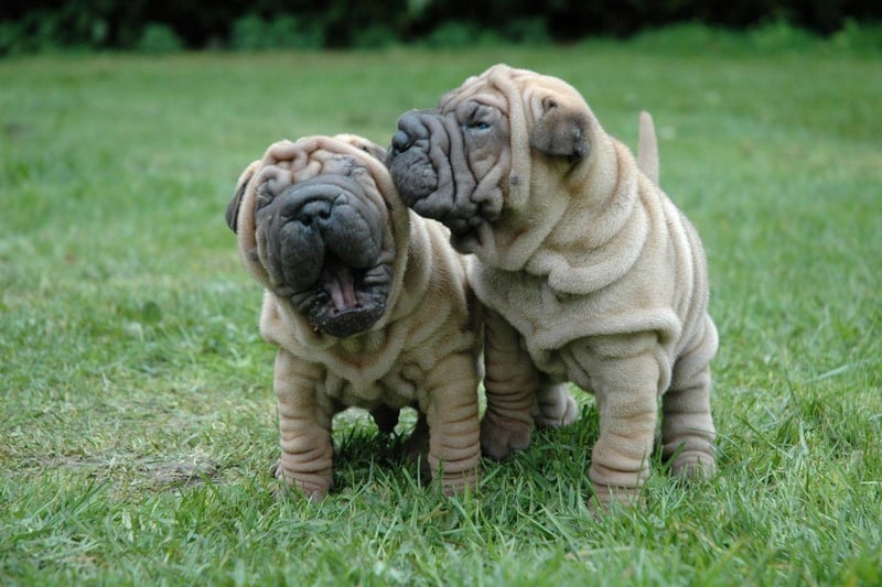 Those adorably wrinkled faces may look cute and friendly bit don't be fooled - the Shar-Pei is a stubborn breed that often takes every trick in the book to train. If you don't know dogs, the frustration could put you off them for life.