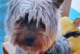 The wee Yorkie was found wandering alone near a garden centre(Picture: Submitted)