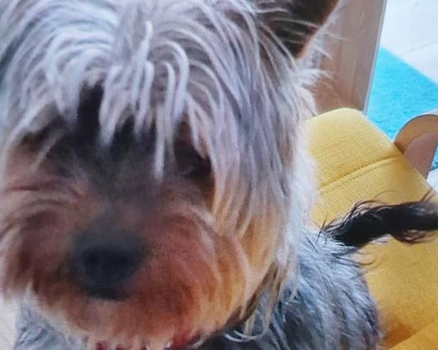 The wee Yorkie was found wandering alone near a garden centre(Picture: Submitted)