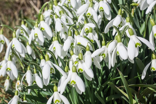 The thousands of Genus Galanthus snowdrops at Cringletie House, near Peebles, are believed to have been planted back in the 18th century during the days of the Crimean War. Carpets of blooms cover the floor of the pretty woodland next to a picturesque waterfall, while there's a tearoom for refreshments.