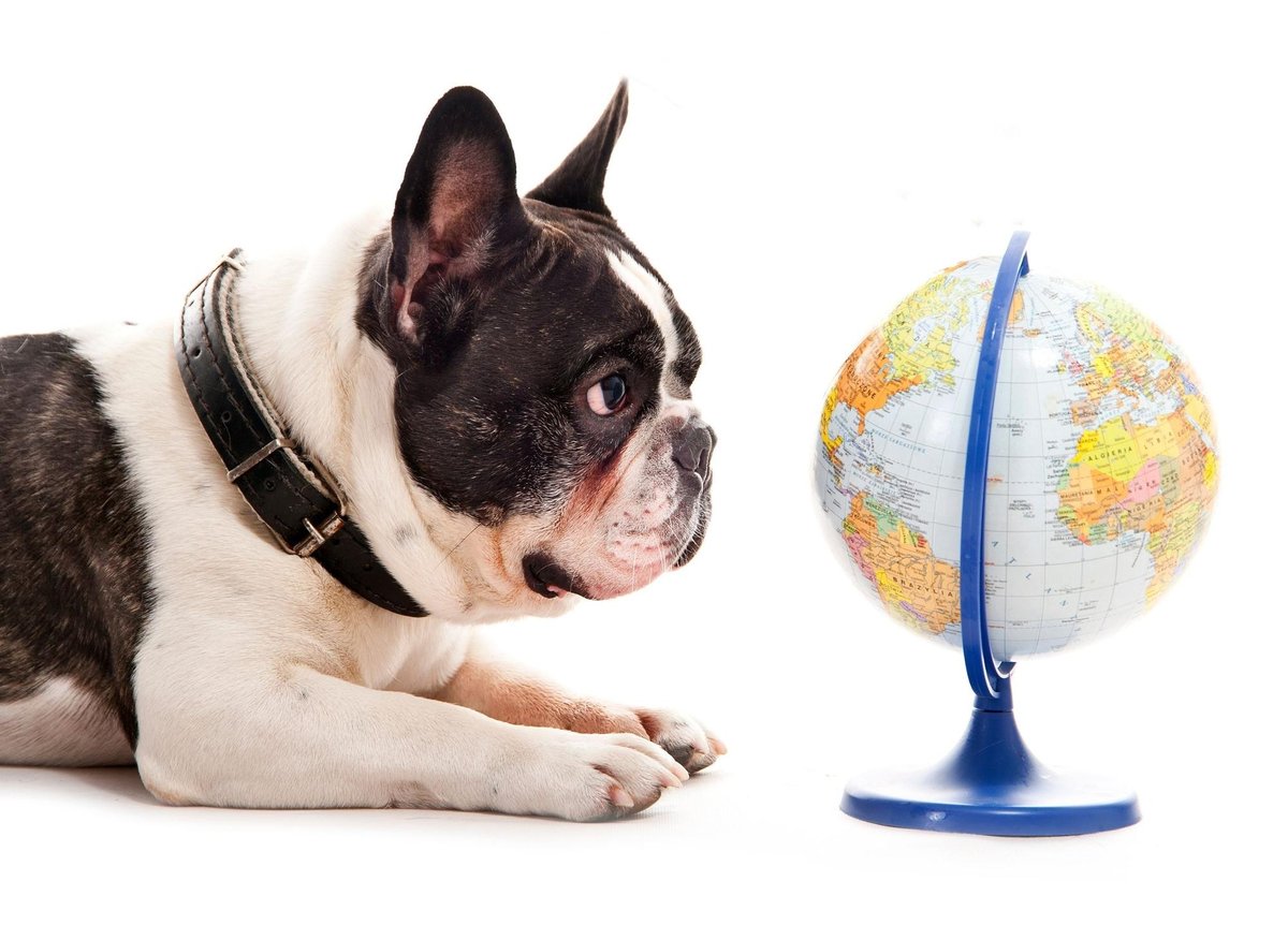 10 best countries in the world to be a dog - from Sweden to New Zealand