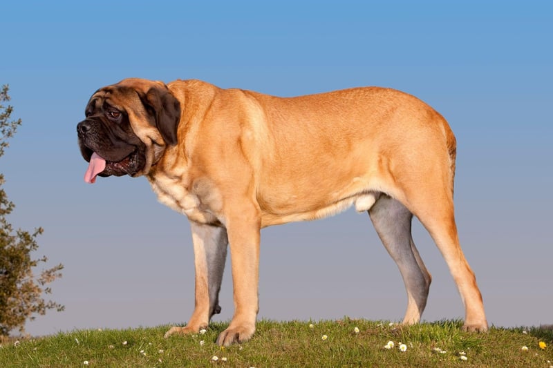 Huge and adorable The 12 largest breeds of dog