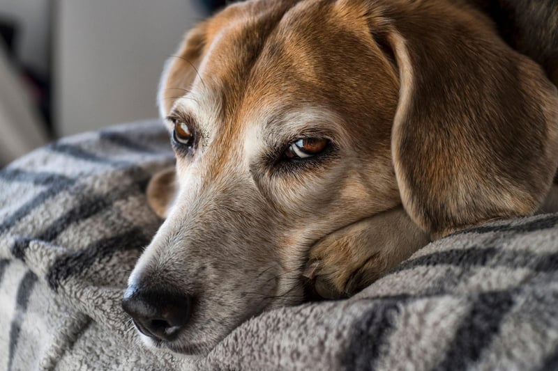 The oldest recorded Beagle was called Butch, from the USA, who lived until he was 28. More usually, Beagles can be expected to live for between 12 and 16 years.