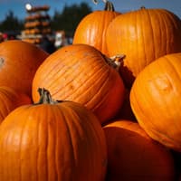 Bo’ness hosts Halloween activities without frightful price tag