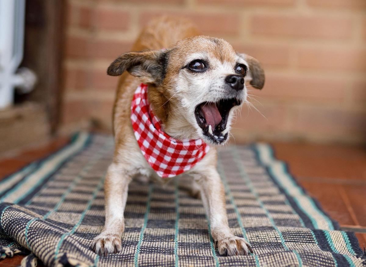 Loud and Quiet Dogs: These are the 10 most and least noisy breeds of adorable dog - from Husky to French Bulldog 🐶 | Falkirk Herald Loud and Quiet Dogs: These are the 10 most and least noisy breeds of adorable dog - from Husky to French Bulldog 🐶 | Falkirk Herald