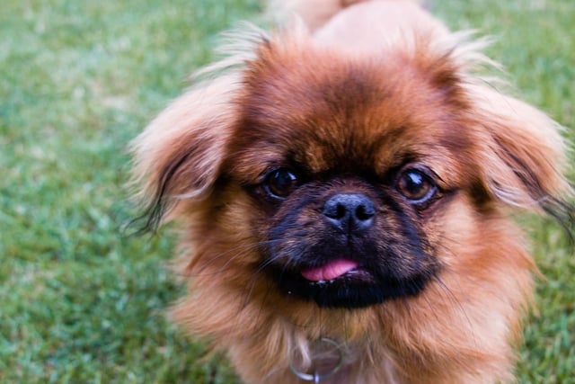 KIng of the lap dogs, the tiny Pekingese has also won five Best in Show Westminster rosettes.