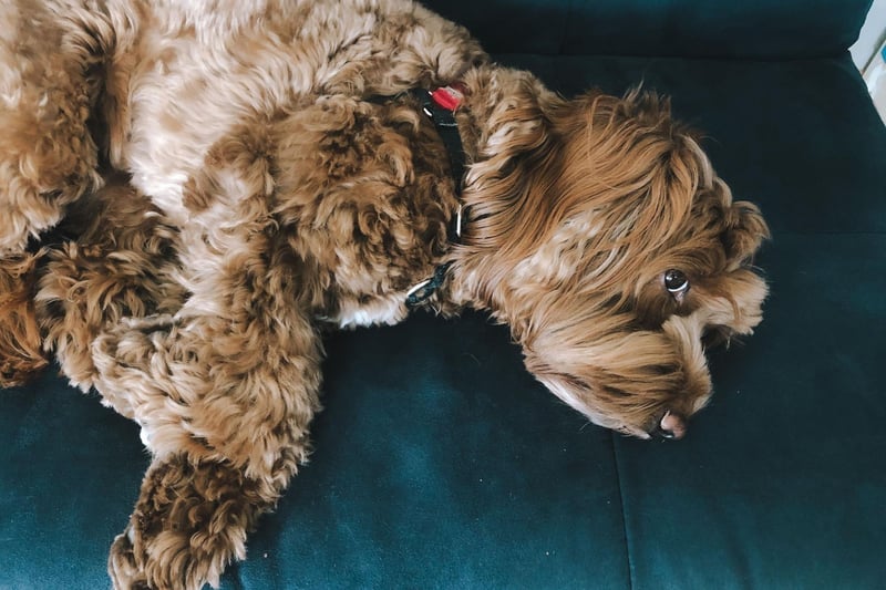 The Australian Labradoodle differs from the Labradoodle bred in Europe and America as they include other breeds in their ancestry. An Australian Labradoodle may be part  Cocker Spaniel, Water Spaniels or Wheaten Terrier.