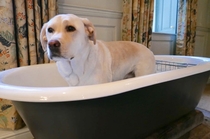 Labrador Retriever owners quickly get used to their pet's doggy pong, in fact many even like it, but to an outsider visiting your home the odour will be immediate and obvious. Particularly strong when they are damp, the Labrador also adores rolling in smelly stuff and proudly bringing the stench home for you.