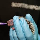 SSPCA are looking for donations of food to help them rehabilitate young hedgehogs and get them strong enough to go back into the wild