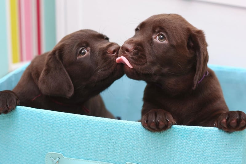 Taking the bronze medal position for female dog names in the UK is Poppy. It perhaps comes as no surprise that the name means 'red flower' in Latin.