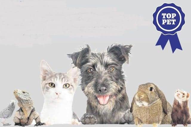 Could your pet be a winner in our great competition?