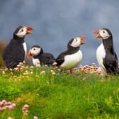 A new survey has revealed 48 per cent of people in Scotland are unsure where to spot different animals.
