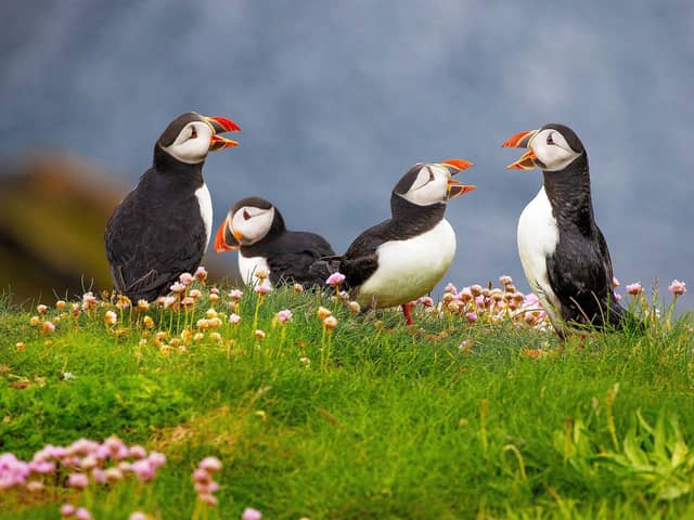 A new survey has revealed 48 per cent of people in Scotland are unsure where to spot different animals.