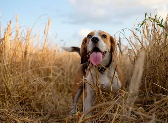 How much do you know about the Beagle?
