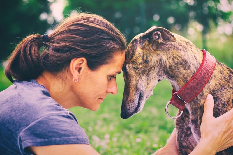 Completing our top ten most popular Greyhound names is the more contemporary Scooby. It comes from the titular canine hero of the popular Hanna-Barbera cartoon series Scooby-Doo.