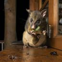 Possum's night snack by Caitlin Henderson, Australia, is one of the incredible pictures featured.
