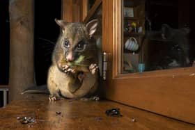Possum's night snack by Caitlin Henderson, Australia, is one of the incredible pictures featured.