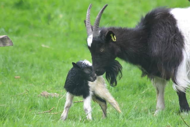 The tiny Bagot goat kid with his mum Janice at Edinburgh Zoo
Pic: RZSS