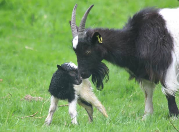 The tiny Bagot goat kid with his mum Janice at Edinburgh Zoo
Pic: RZSS