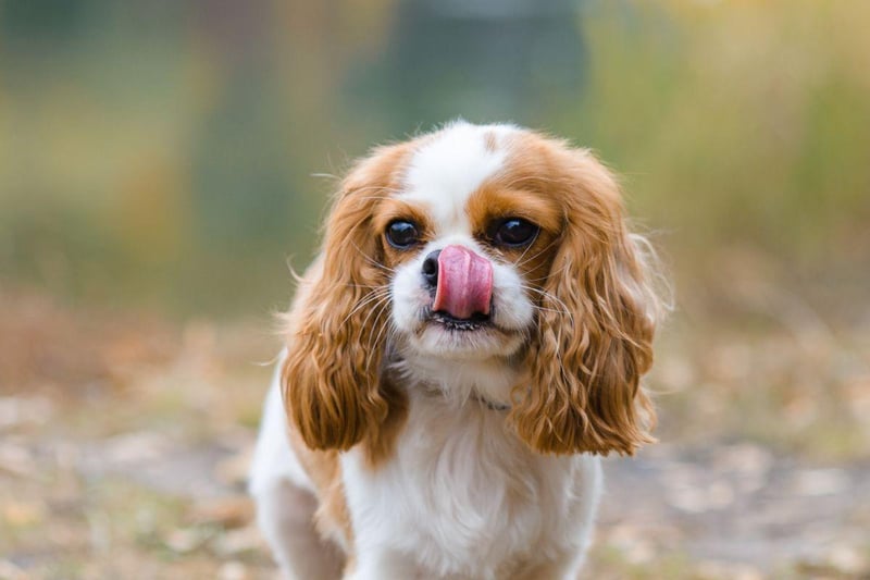 As puppies, you could be forgiven for mistaking a Cavalier King Charles Spaniels for a suddly stuffed toy. If treated well they present about the same level of danger to humans.