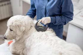 A vet checks the information contained on a dog's microchip.