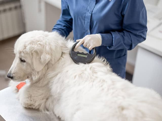A vet checks the information contained on a dog's microchip.