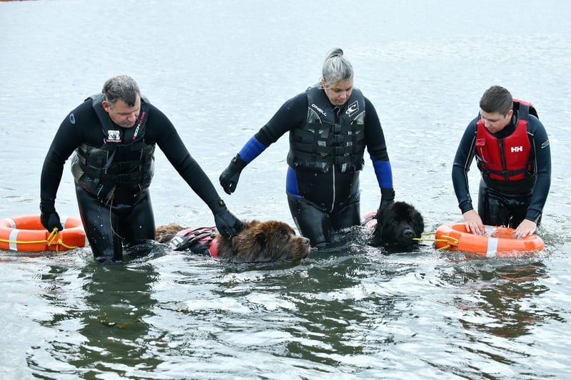 The Scottish Newfoundland Club's Atlas and Shadow were on hand - or should that be paw - at the Helix for some water rescue demonstrations 
(Picture: Michael Gillen, National World)