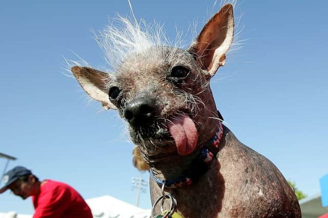 Archie, a Chinese Crested won the title at the 18th annual World's Ugliest Dog competition in California in 2016.