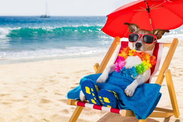 Yes, dogs can get sunburnt, and yes, sunscreen is also for dogs. Body parts less covered in hair are more at risk of sunburn in summer, and lighter haired dogs are the most at risk, so use sunscreen designed for canine use for protection. Sunburn for dogs isn’t just painful, but like humans it can also increase risk of skin cancer.