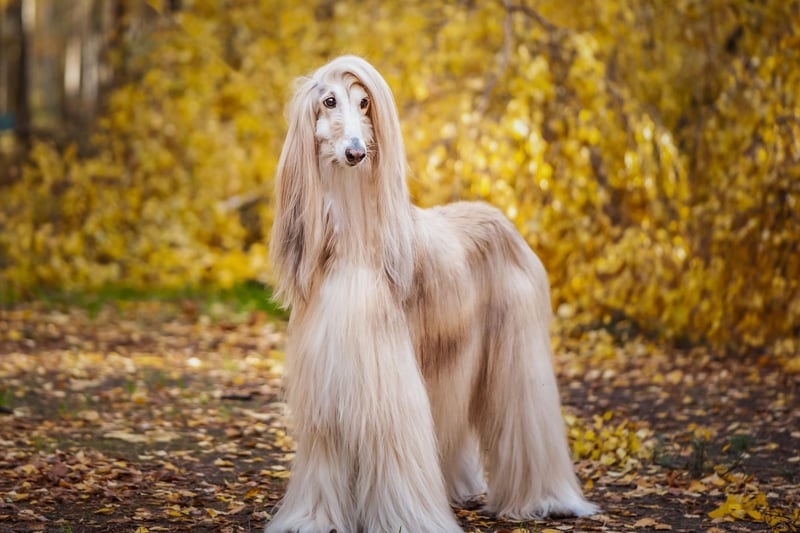 Training the gorgeous Afghan Hound to do anything is pretty tricky. It's not that they don't understand, it's just that more often than not they just don't care.