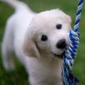 Certain dog names have become increasingly popular in recent years.