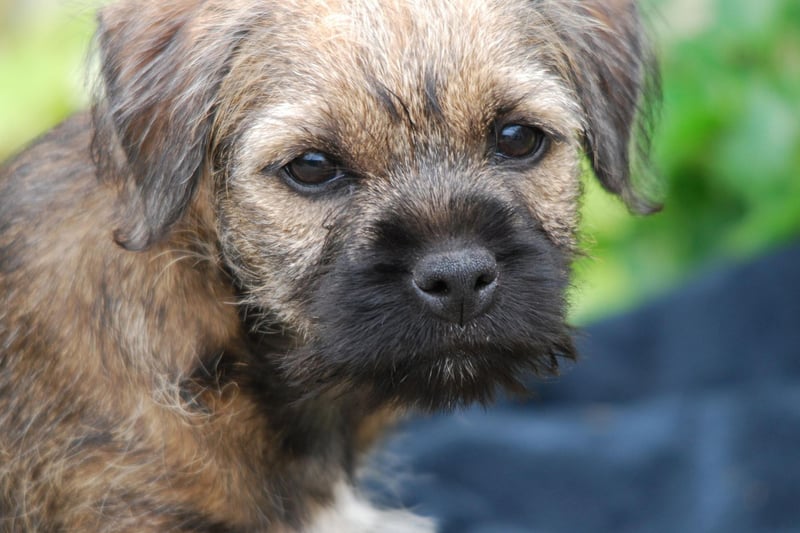 Rounding off the top five is the Border Terrier, named after the area from which it originates on the border between England and Scotland. The breed had 4,587 new registrations in 2020.
