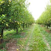 Orchard Pic: Adobe