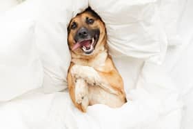Some dogs are better to share a bed with than others.