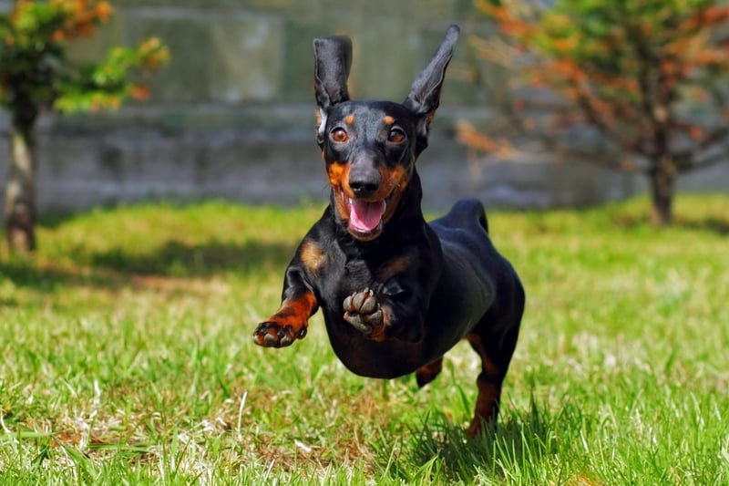 The independently minded (or, in other words, naughty) Dachshund needs a fair amount of exercise to stay healthy but, due to their tiny legs, what feels like a gently amble to you will feel like a marathon to them.