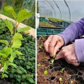 Elana is hoping readers will support the nurseries appeal by April 23 deadline.