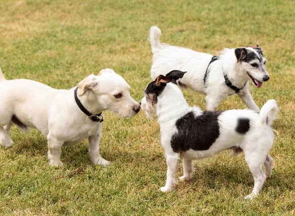 These are the UK's favourite scrappy and independent terriers.